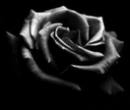 black rose valentine's day